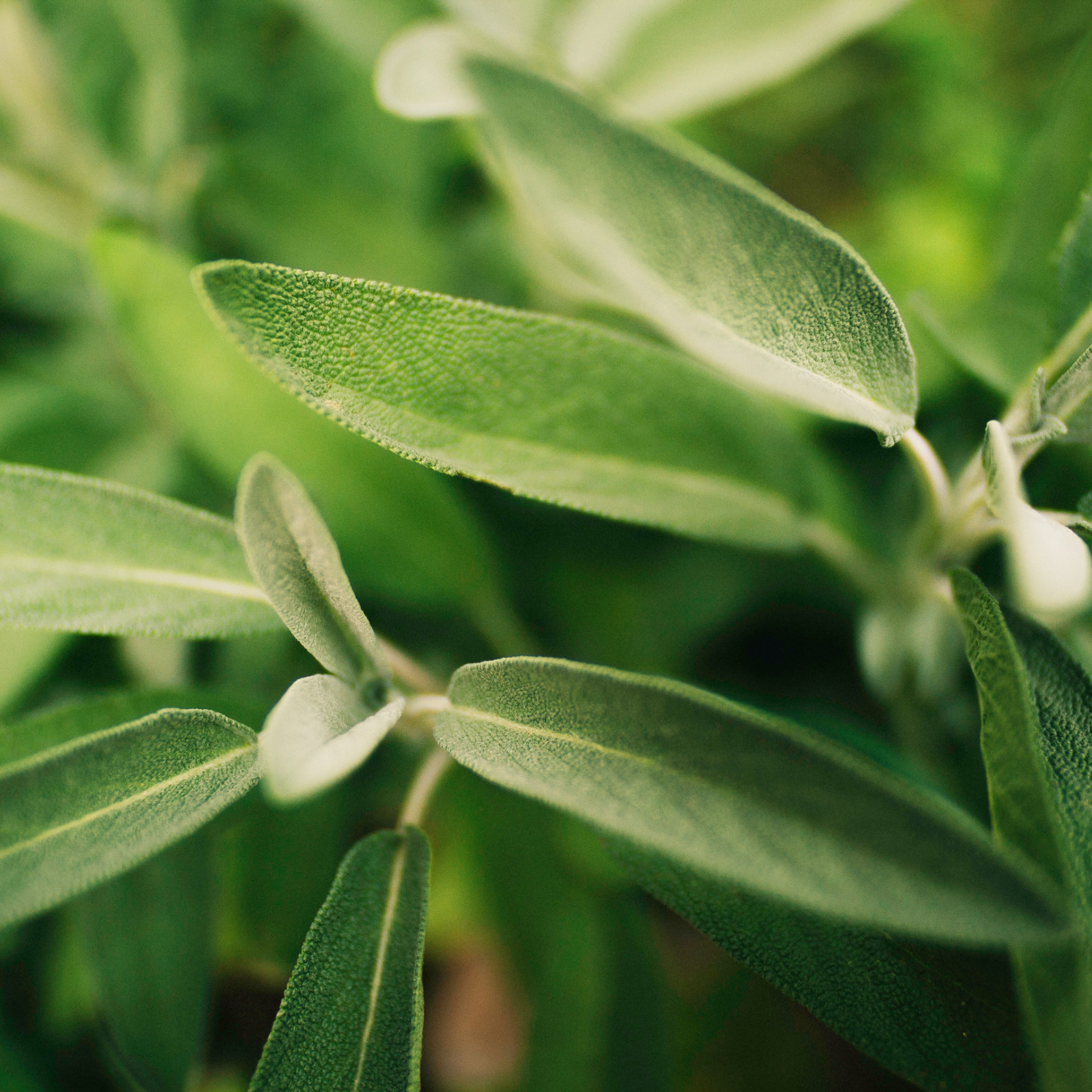 Salbei geschnitten (1000g)