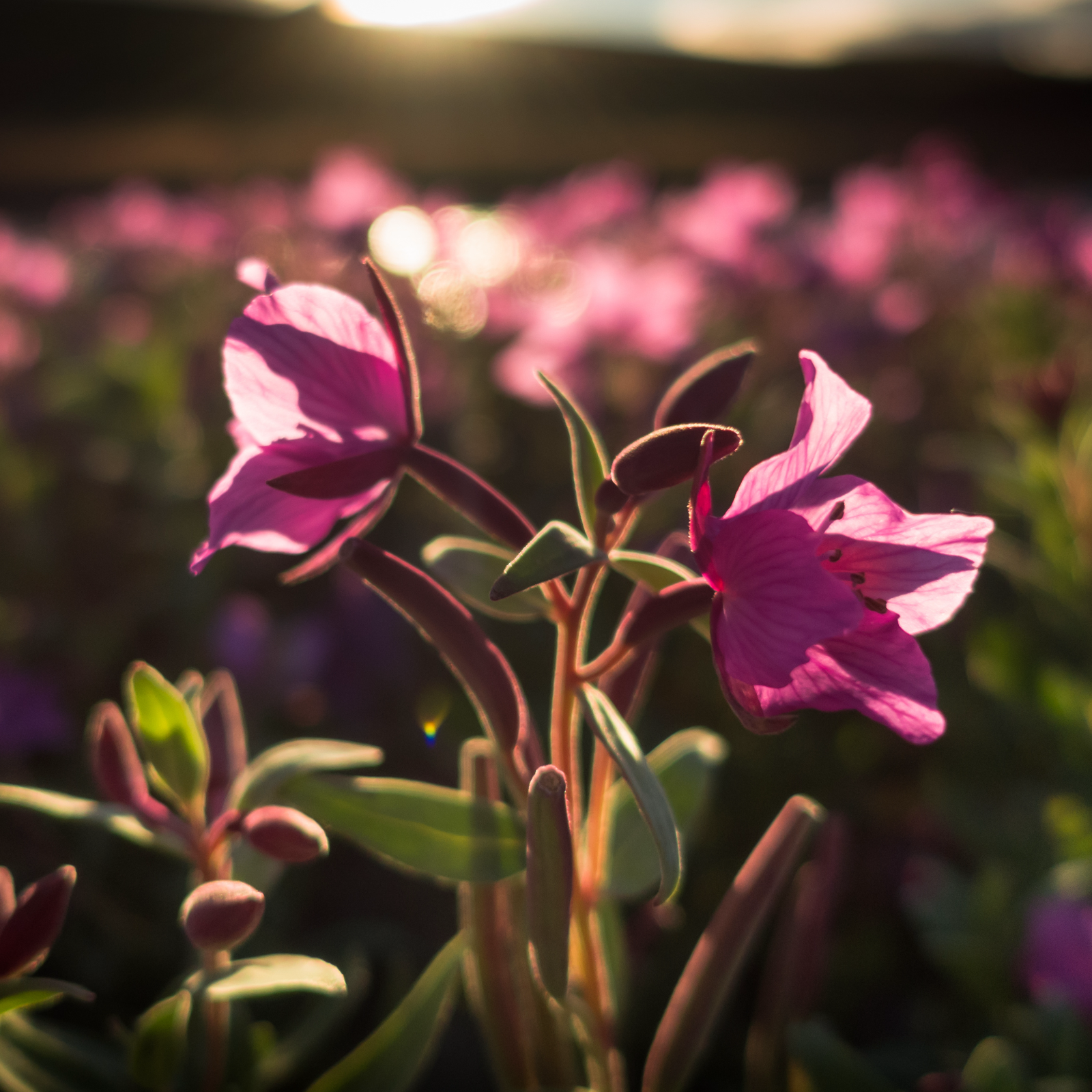 Weidenröschen kleinblütig geschnitten (1000g)