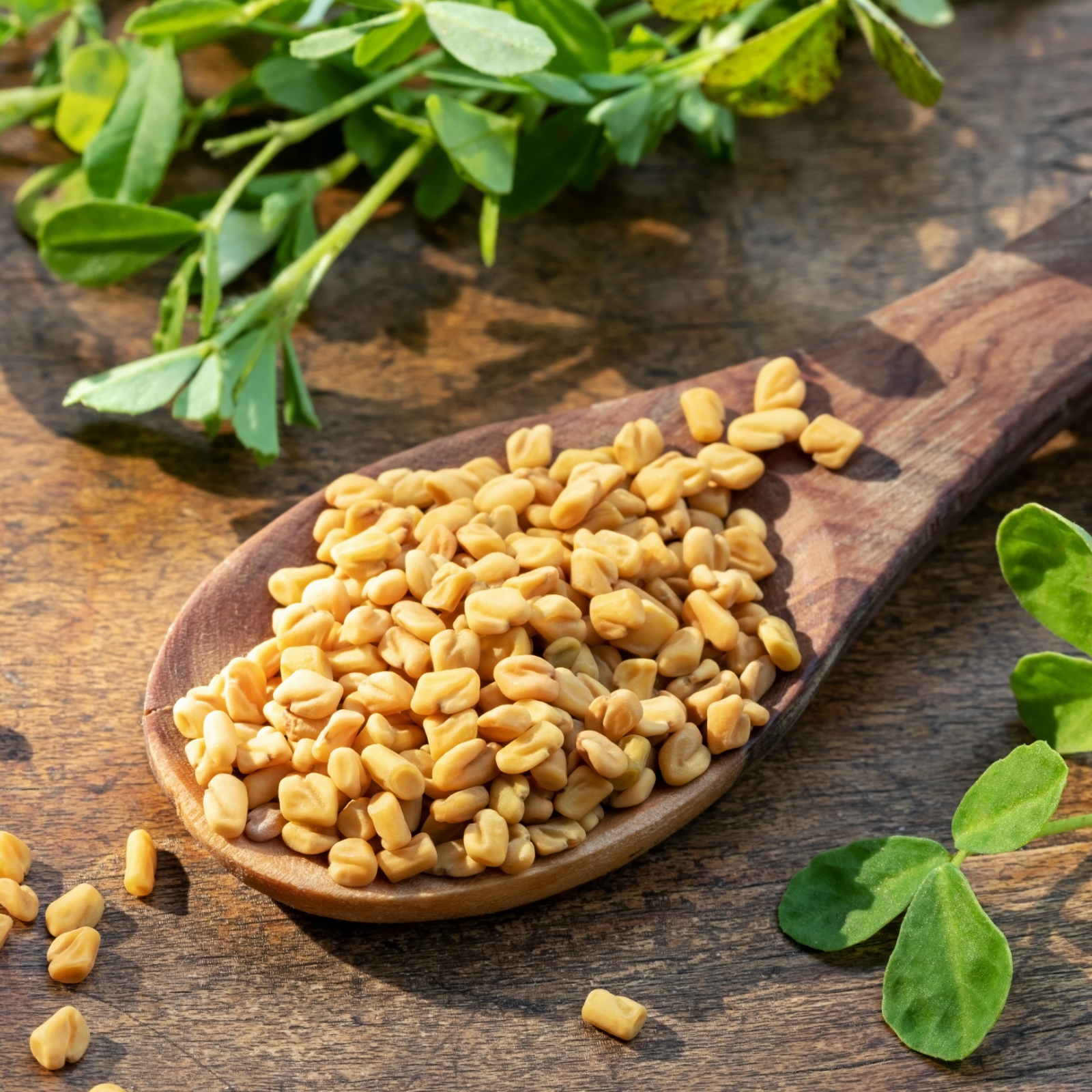 Bockshornkleesamen ganz (1000g)