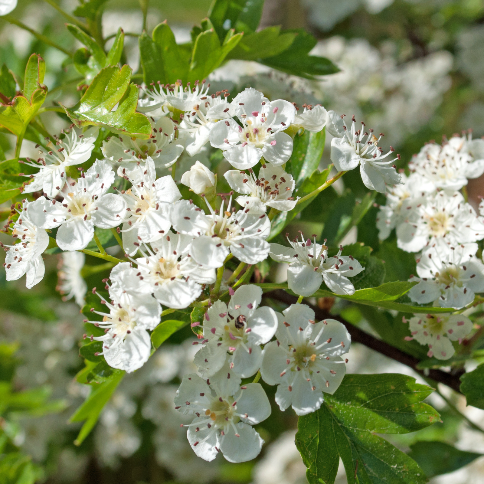 Schwarzer Knoblauch mit Weißdornblatt Extrakt (120 Kapseln)