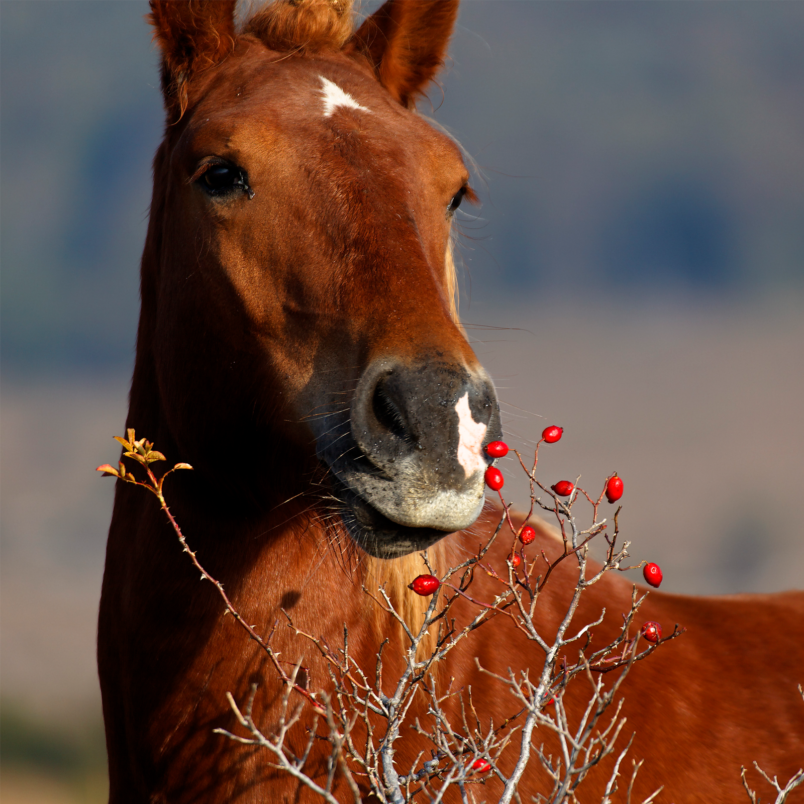 Hagebutten ganz (3000g)