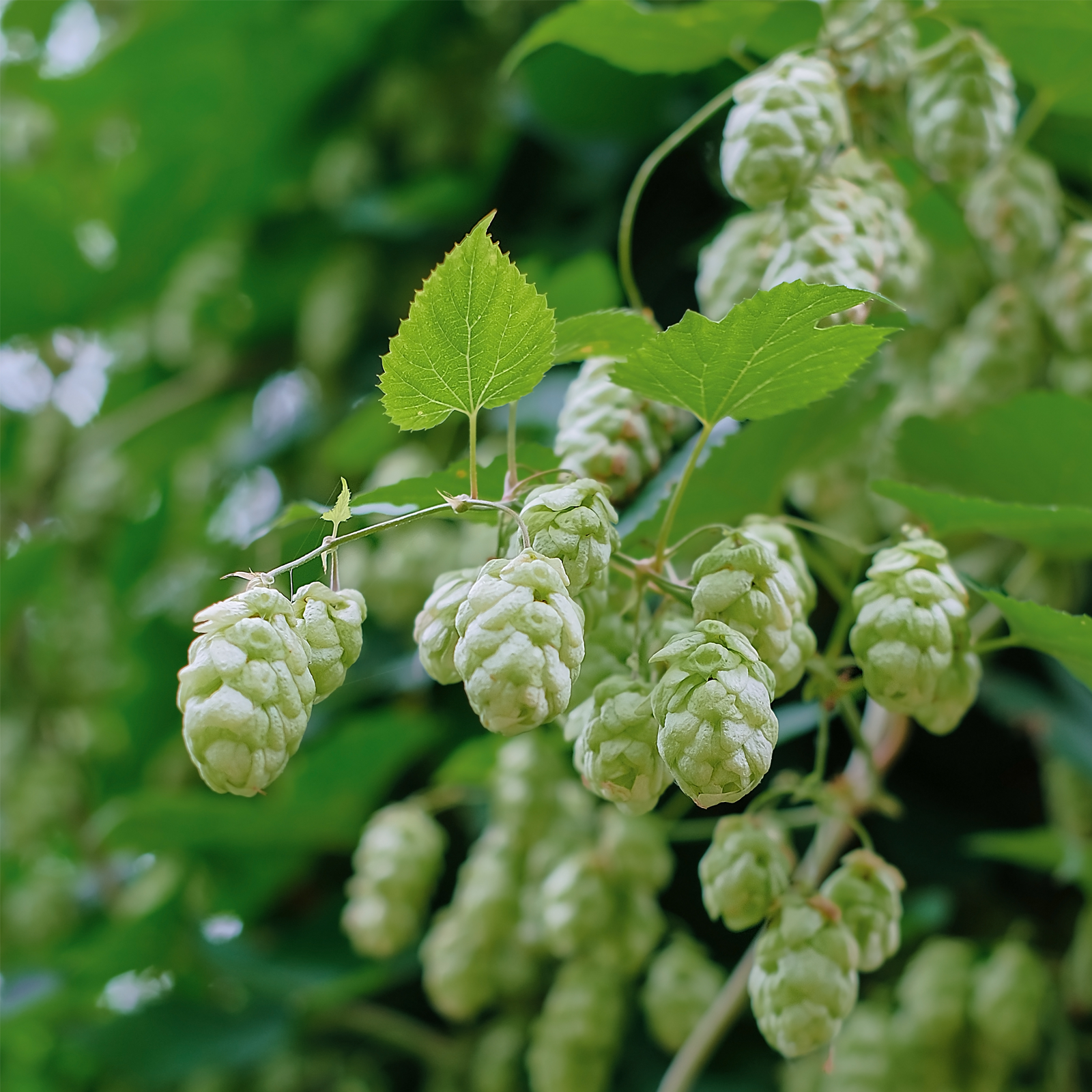 Hopfenblüten geschnitten (250g)