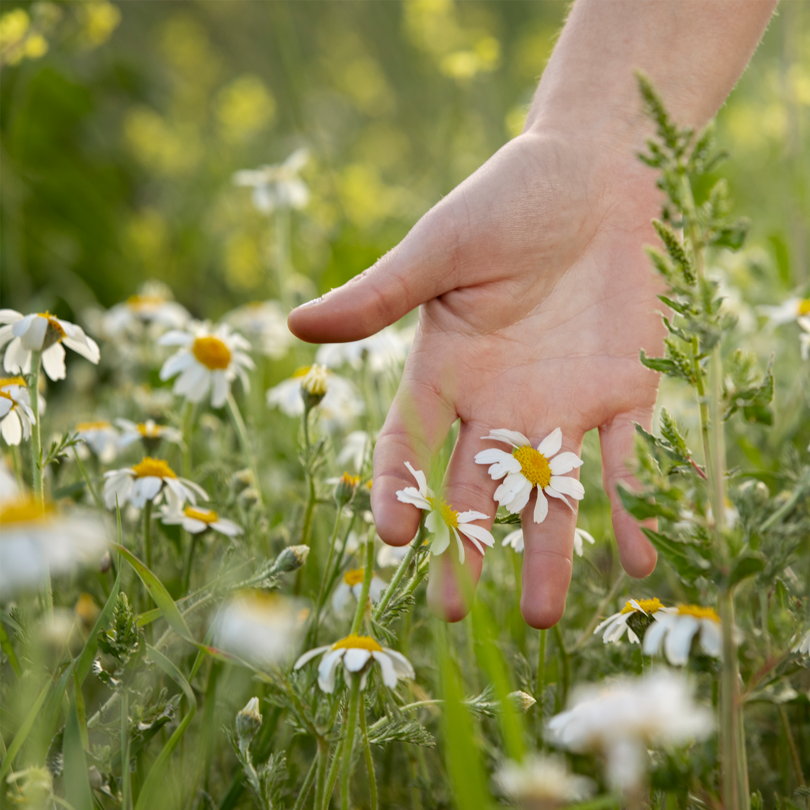Kamillenblüten ganz (500g)
