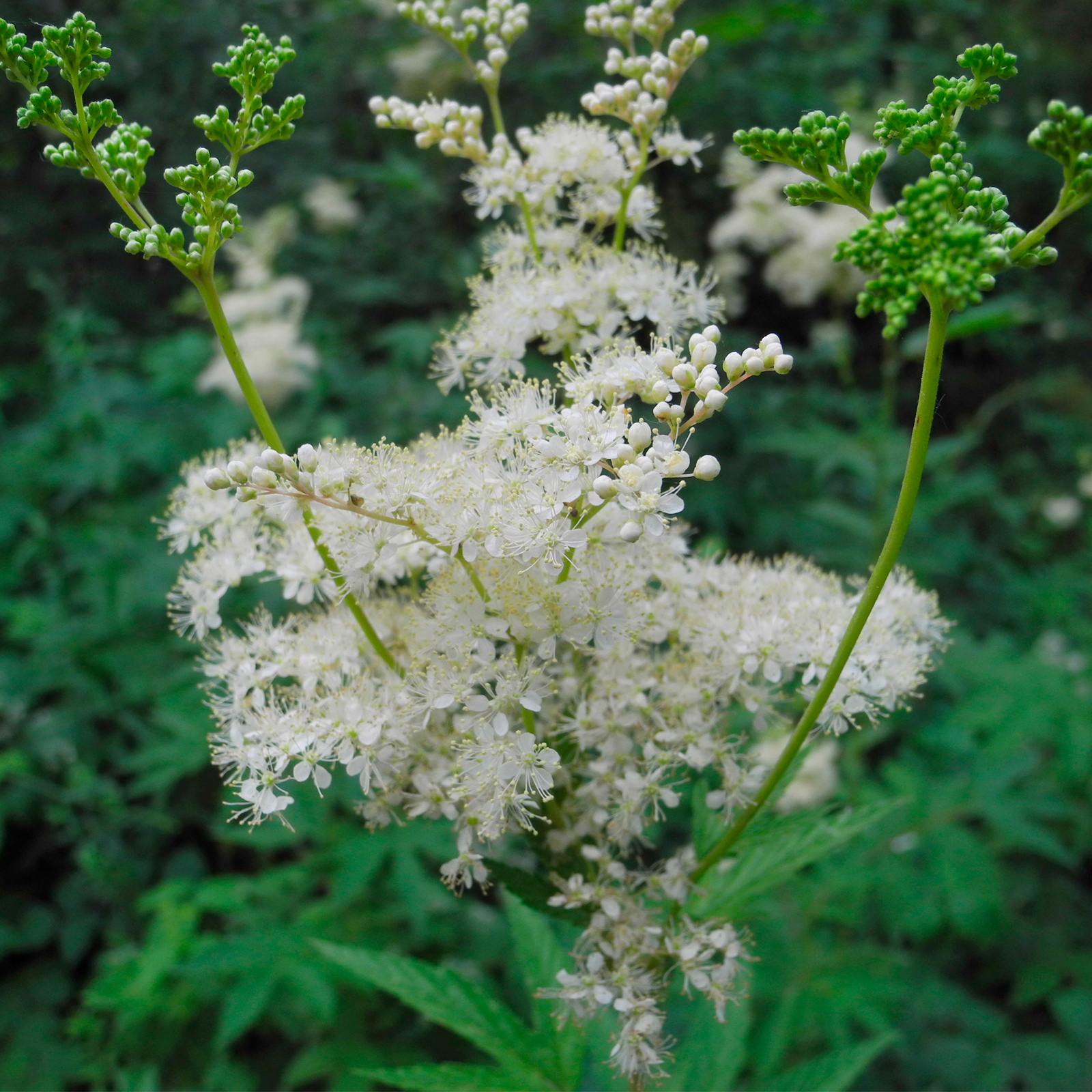 Mädesüßkraut geschnitten Bio (100g)