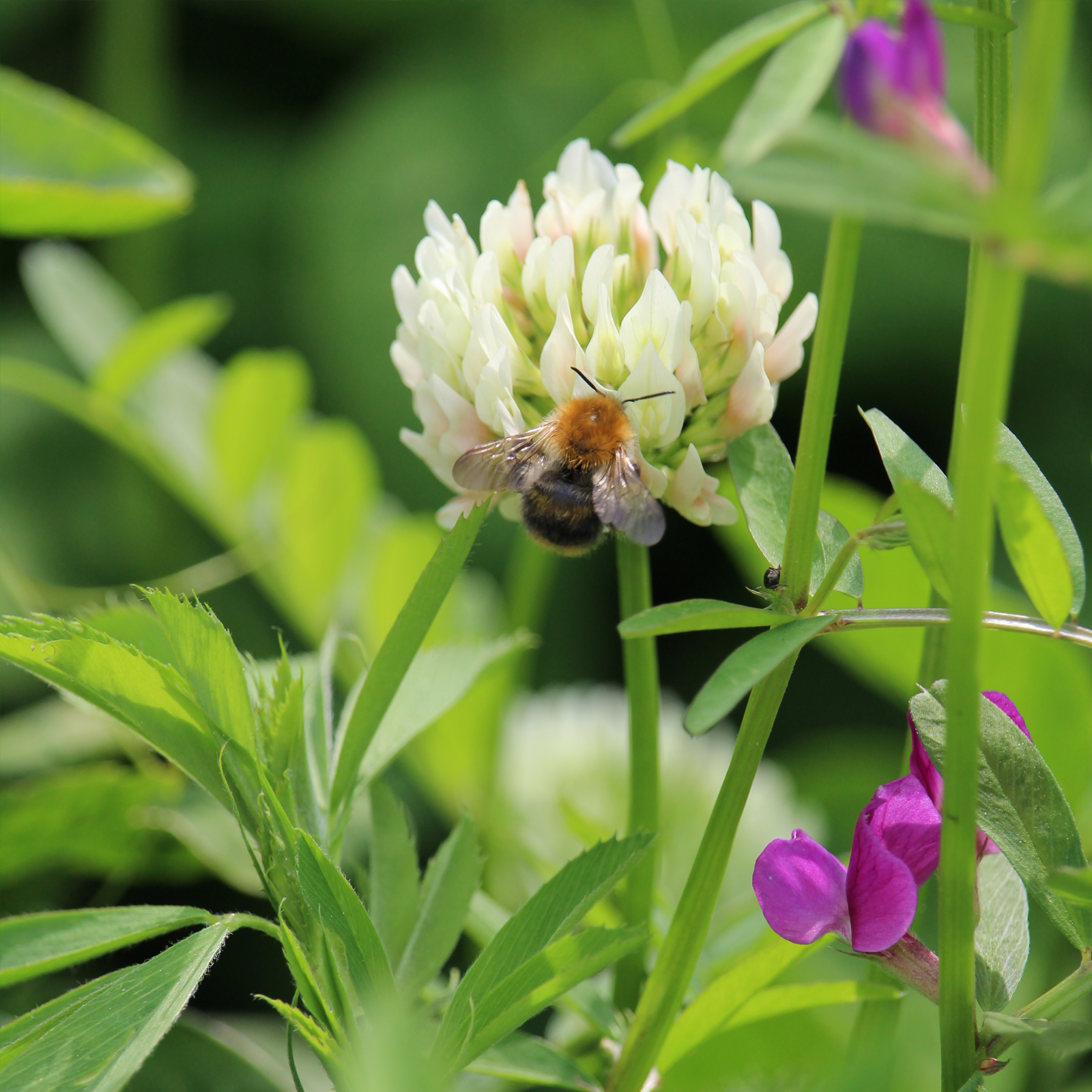 Schabzigerklee gemahlen (250g)