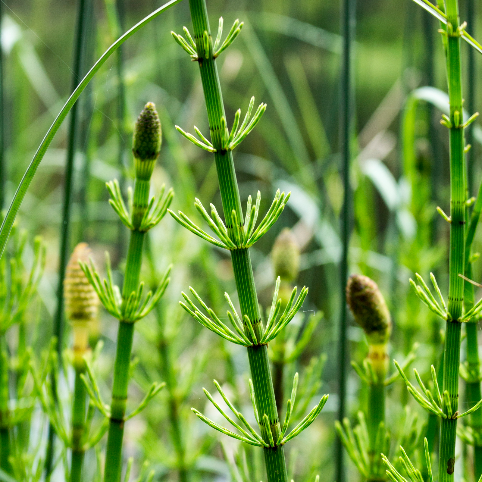 Schachtelhalmkraut geschnitten (250g)