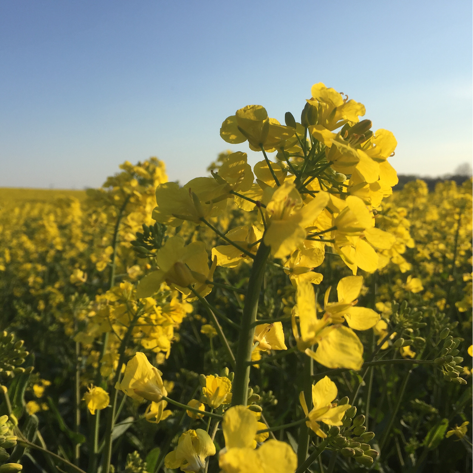 Senfmehl gelb Bio (1000g)