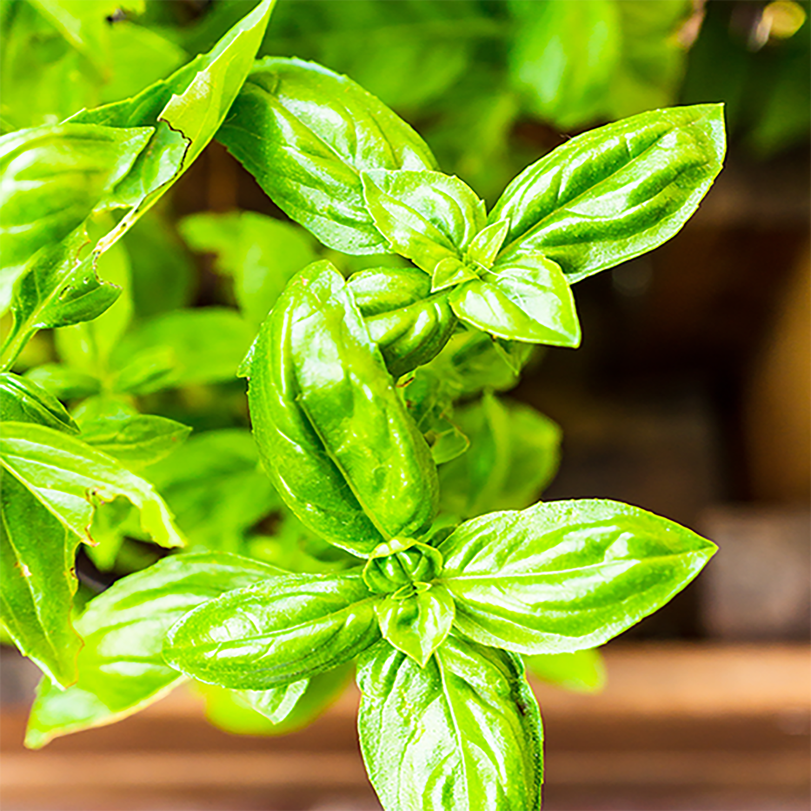 Basilikum geschnitten Bio (250g)