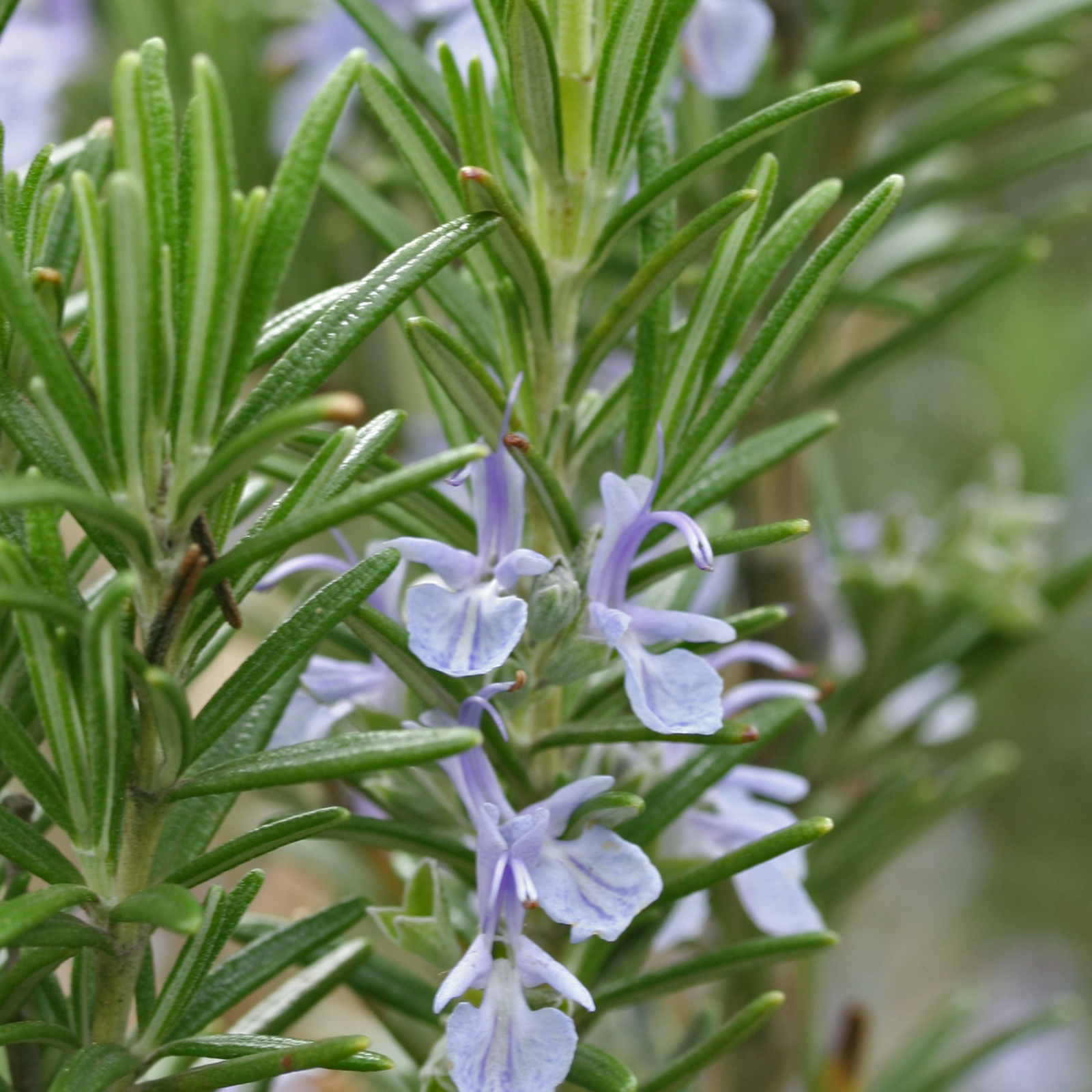 Rosmarin geschnitten (100g)