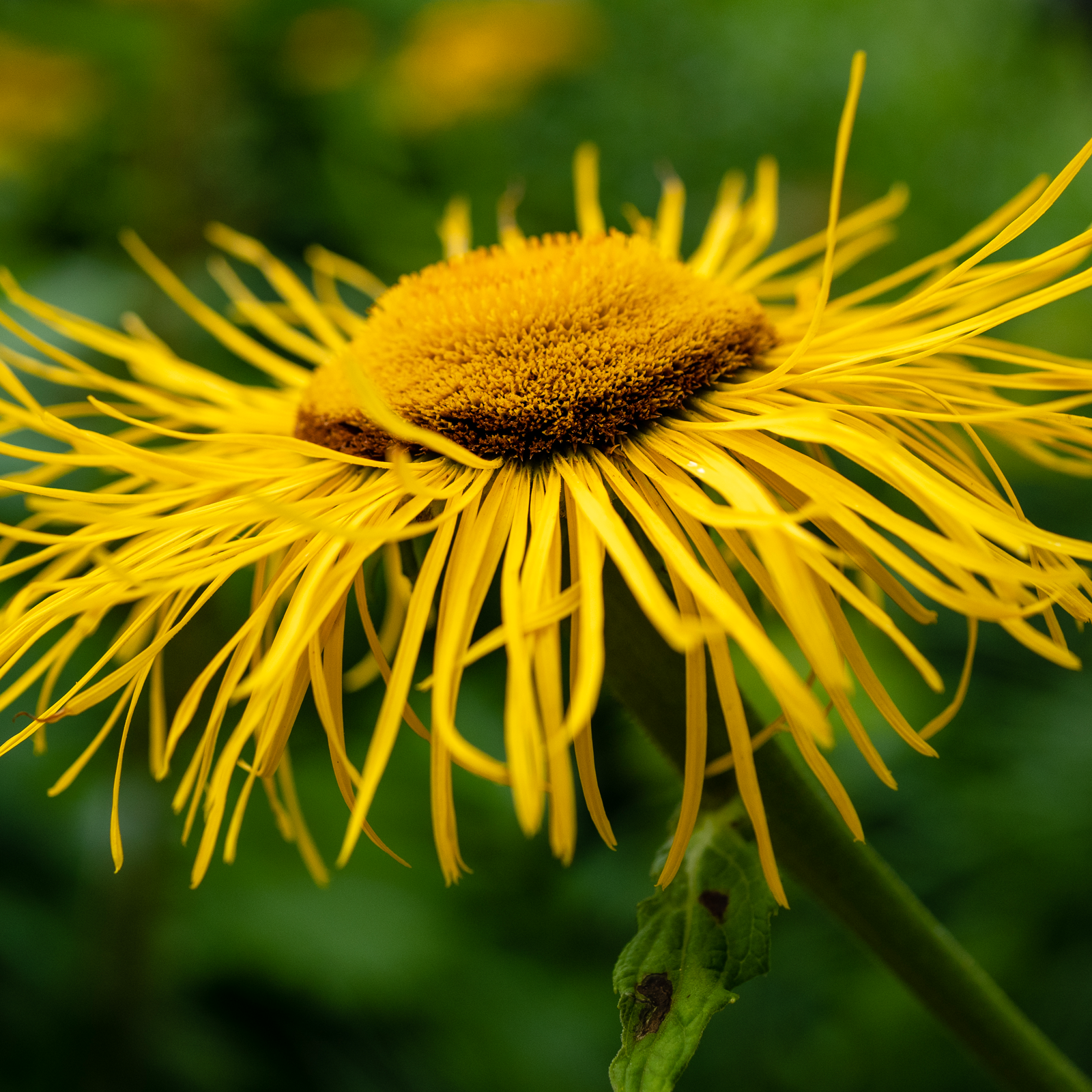 Alantwurzel geschnitten (1000g)