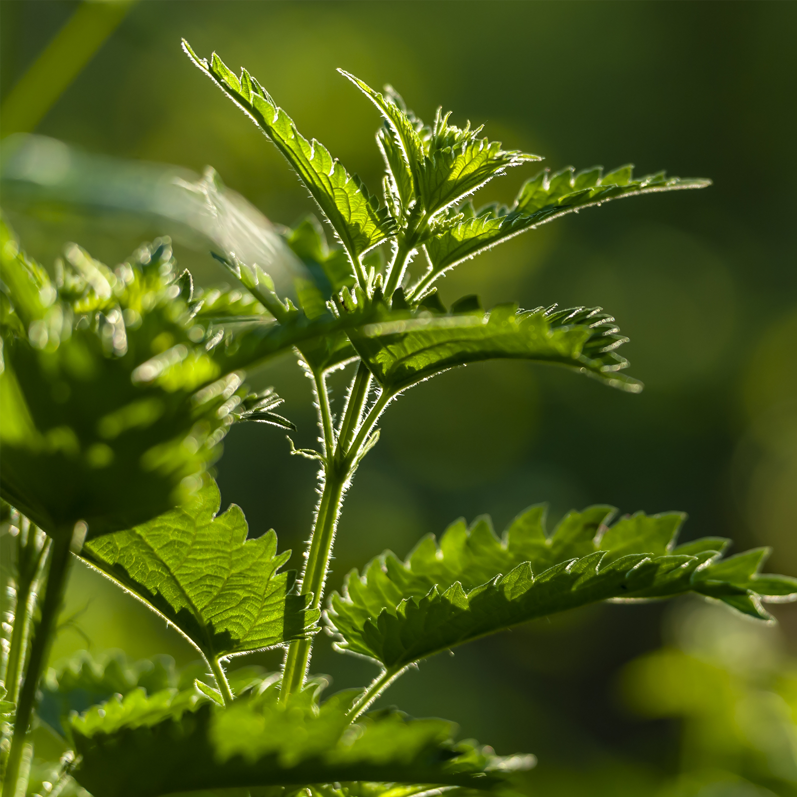 Brennnessel Pulver Bio (250g)