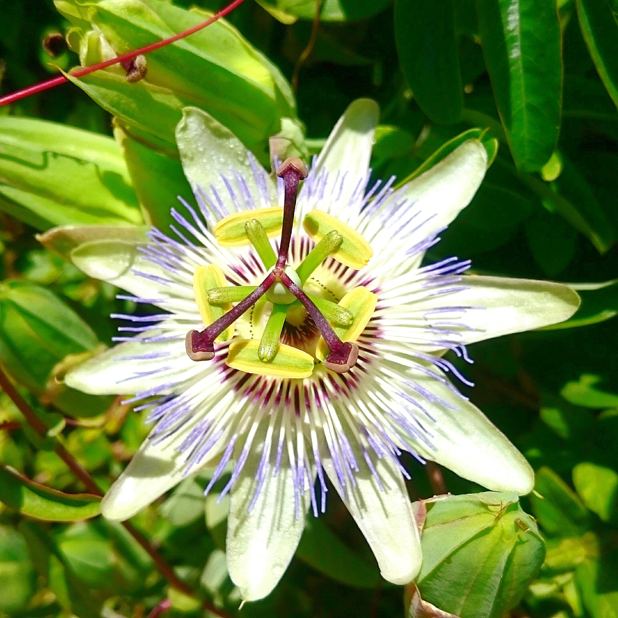 Passionsblumenkraut geschnitten Bio (100g)