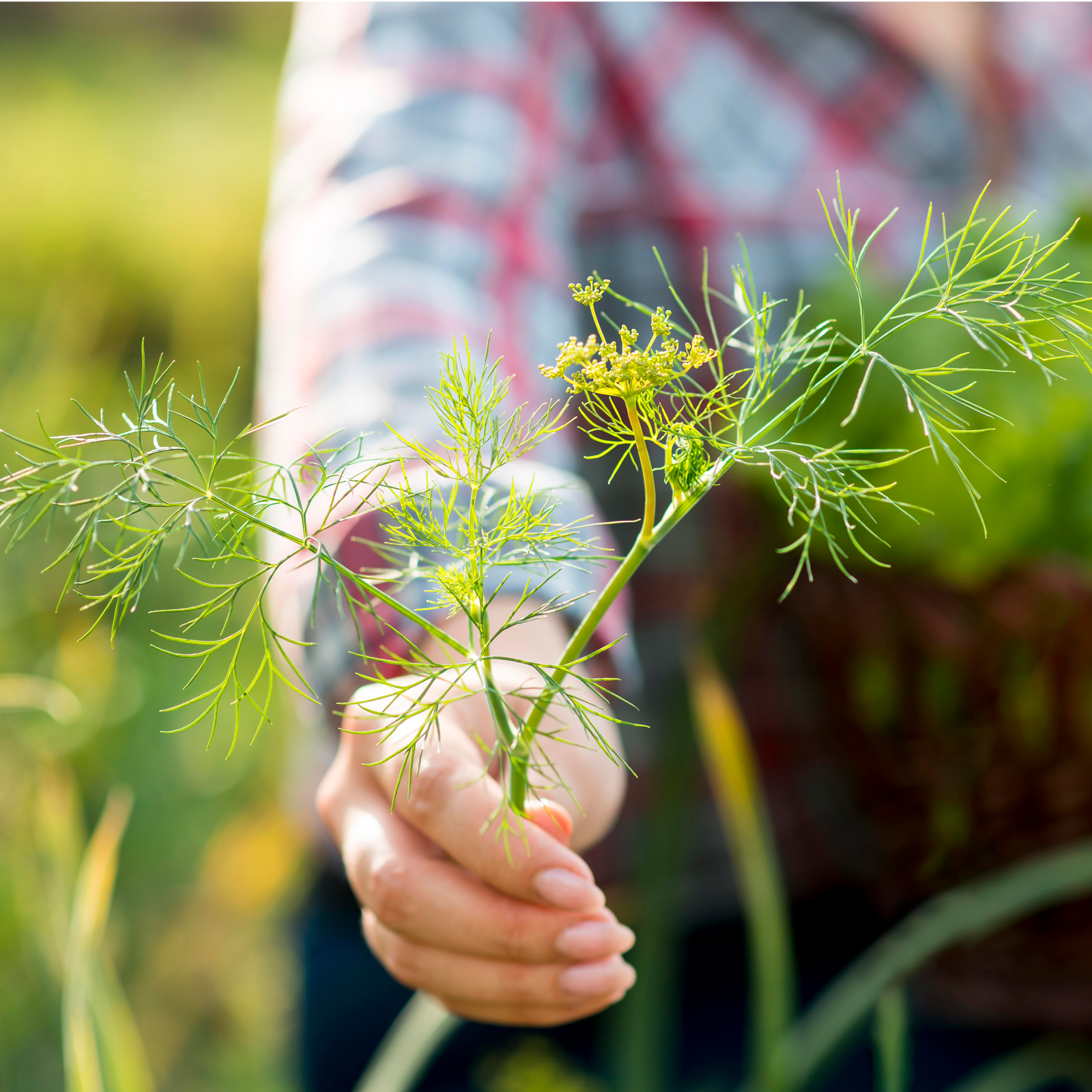 Dillspitzen geschnitten (250g)