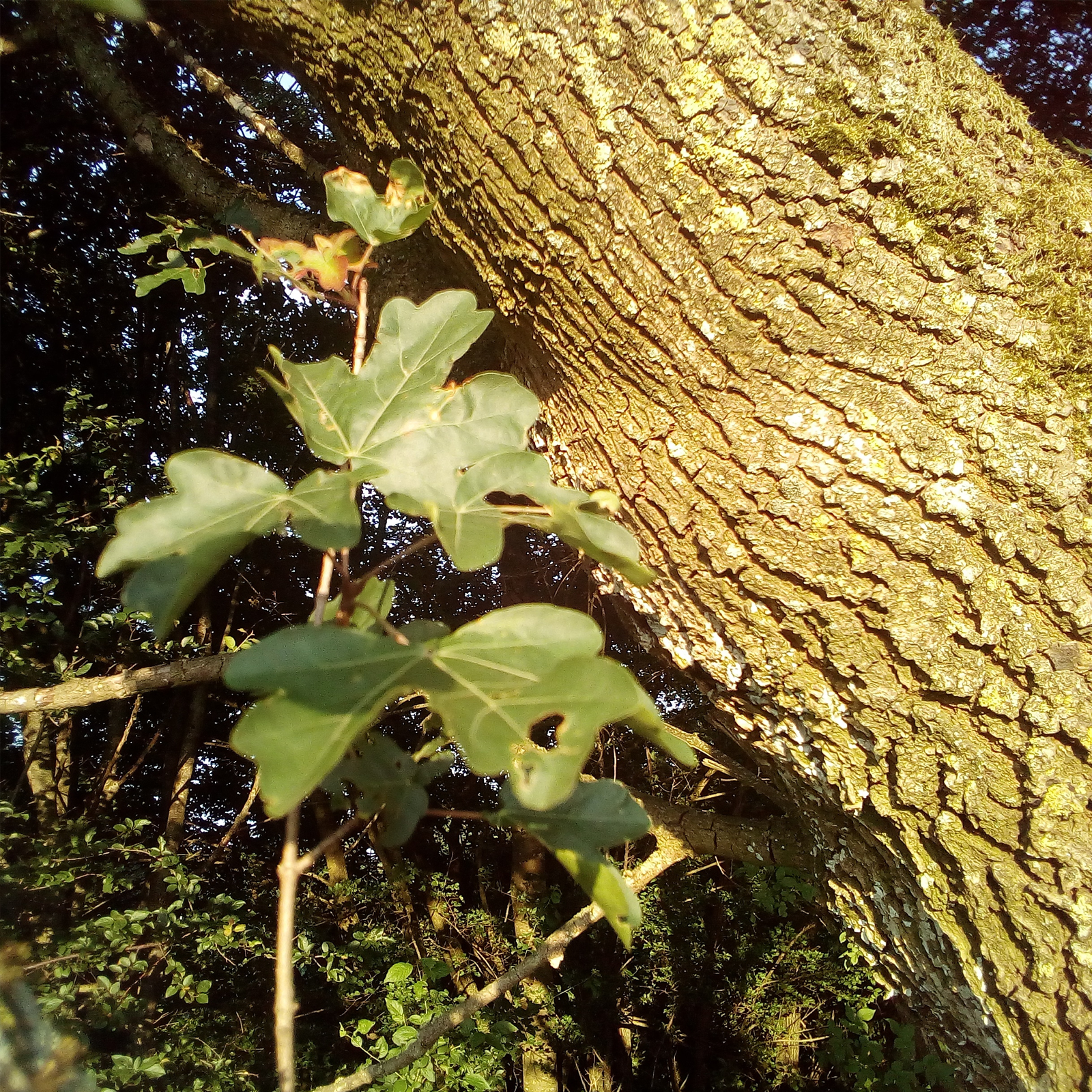 Eichenrinde geschnitten (1000g)