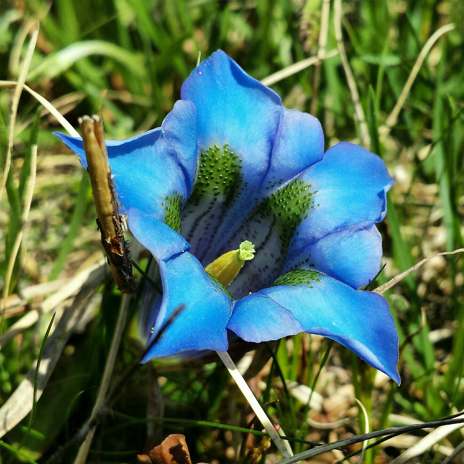 Enzianwurzel geschnitten (100g)