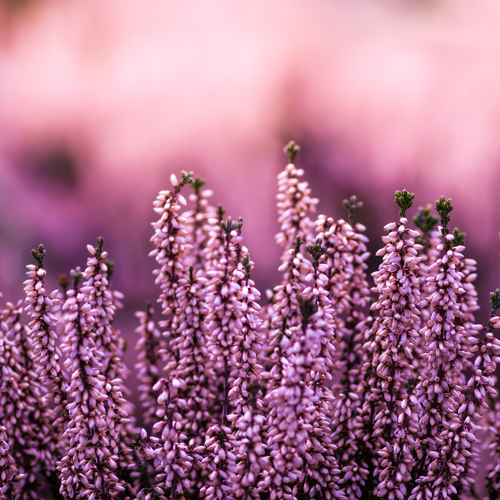 Erikablüten Bio (250g)