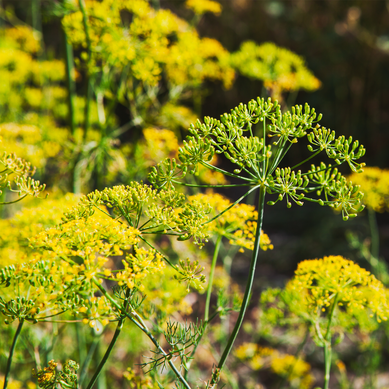 Fenchelsamen ganz (100g)