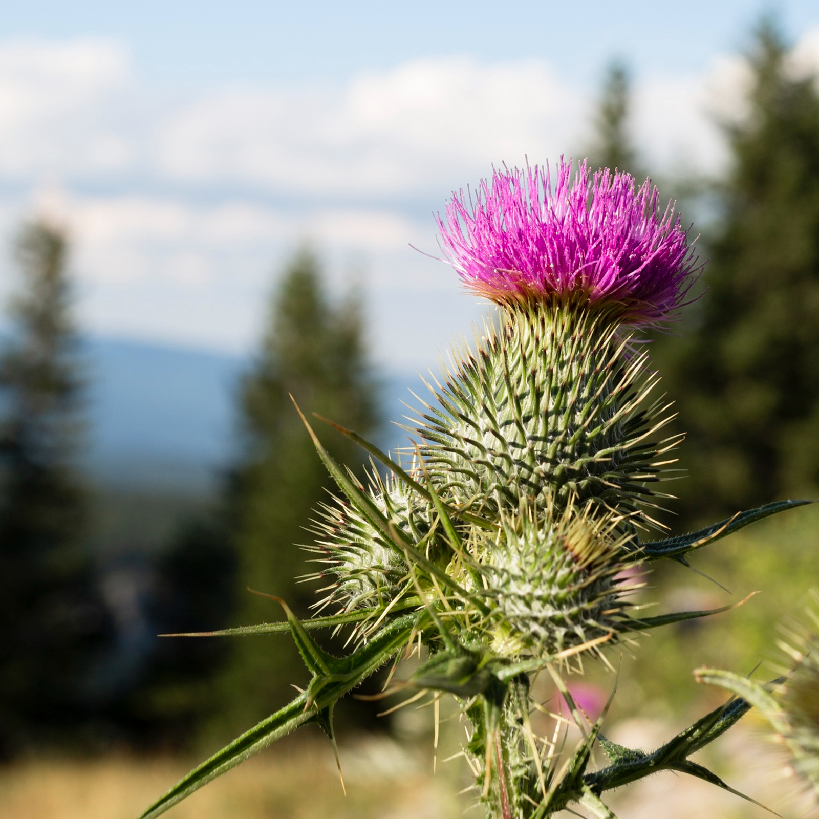 Mariendistelkraut (250g)