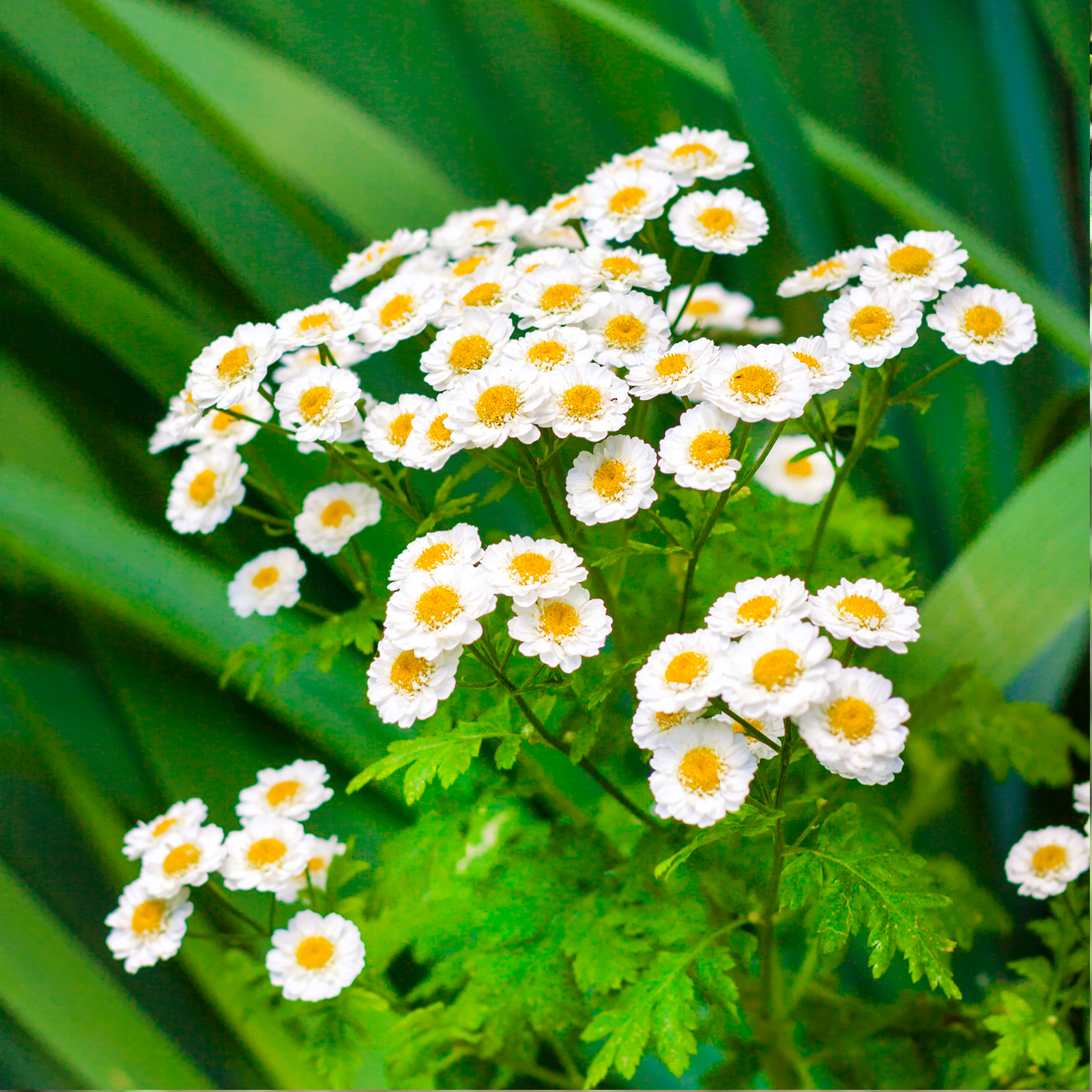 Mutterkraut geschnitten (500g)