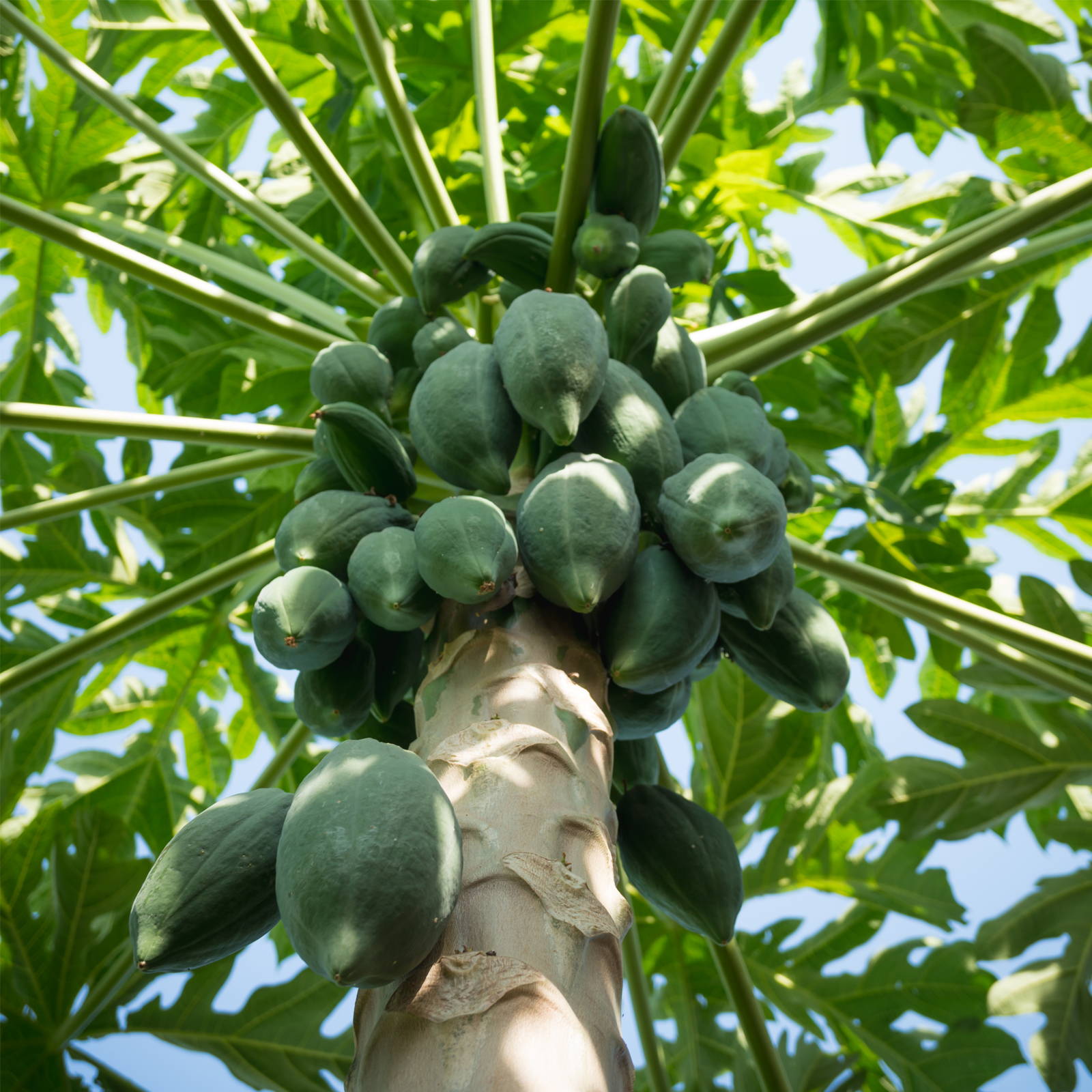 Papayastücke getrocknet & gezuckert (1000g)