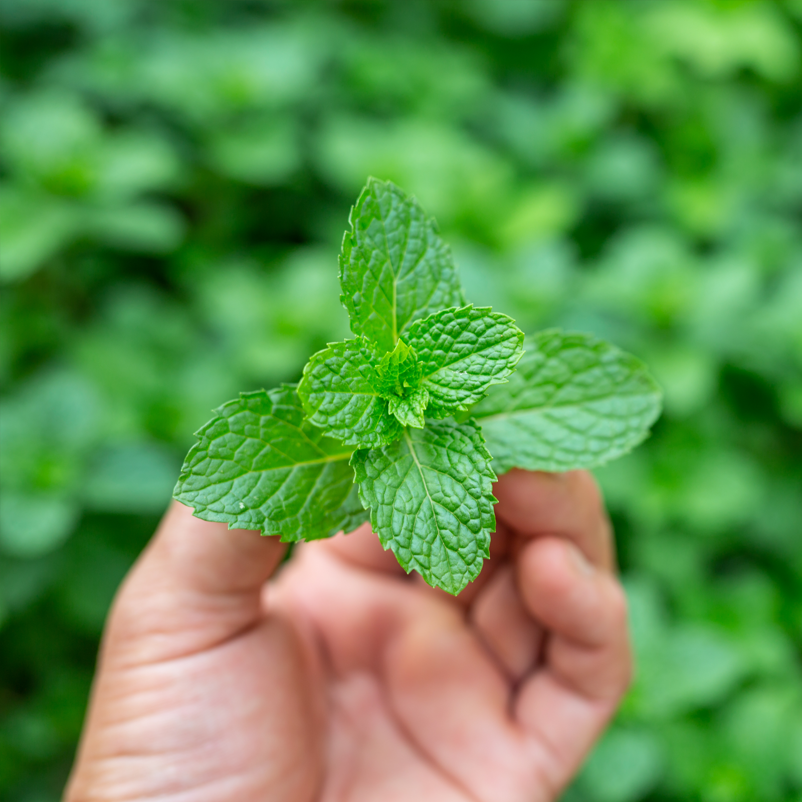 Pfefferminzblätter geschnitten (1000g)