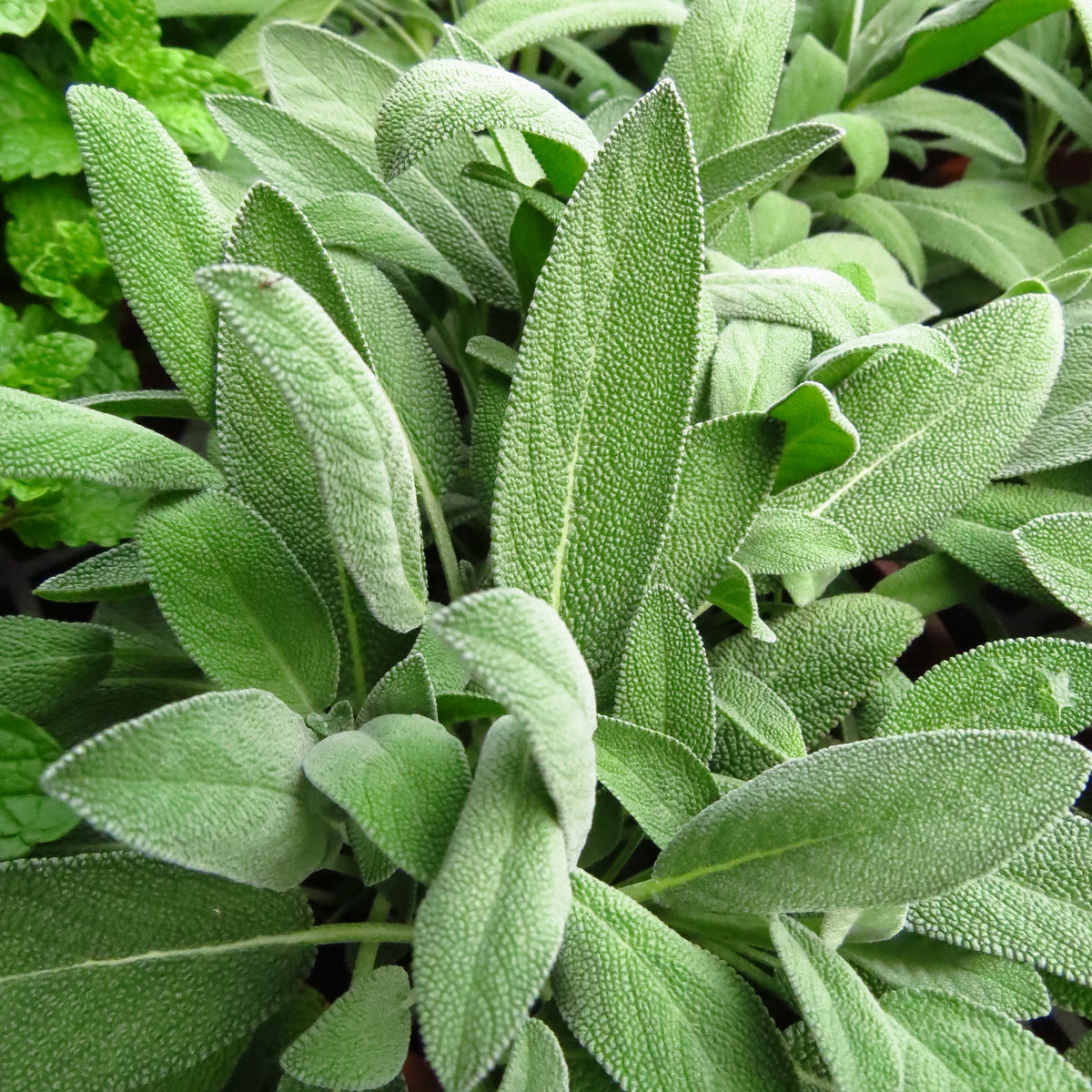 Salbei geschnitten Bio (250g)