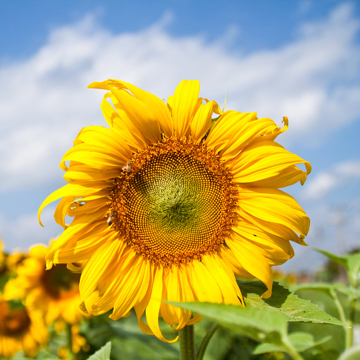 Sonnenblumenkerne geschält (500g)