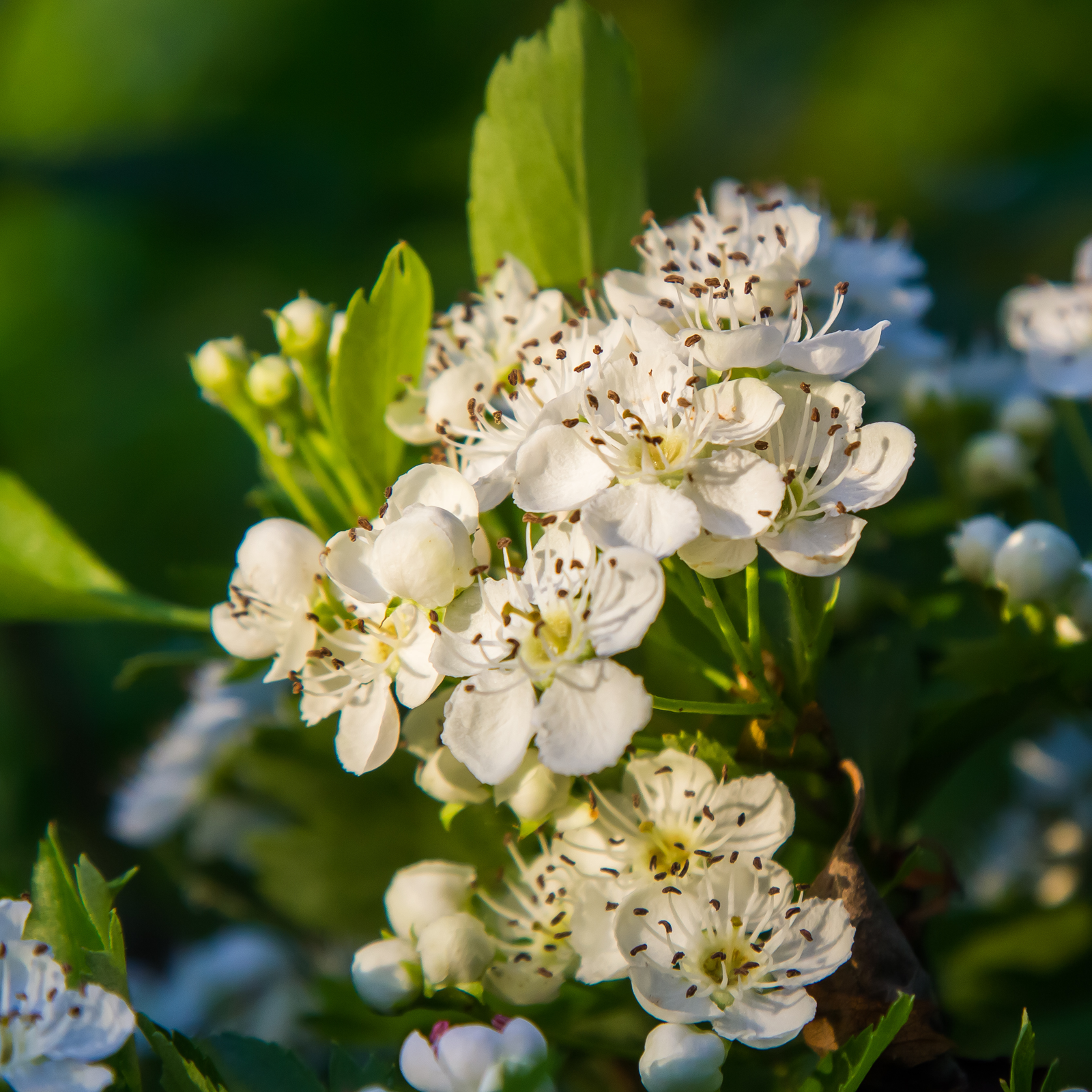 Weißdornblätter mit Blüten geschnitten (250g)
